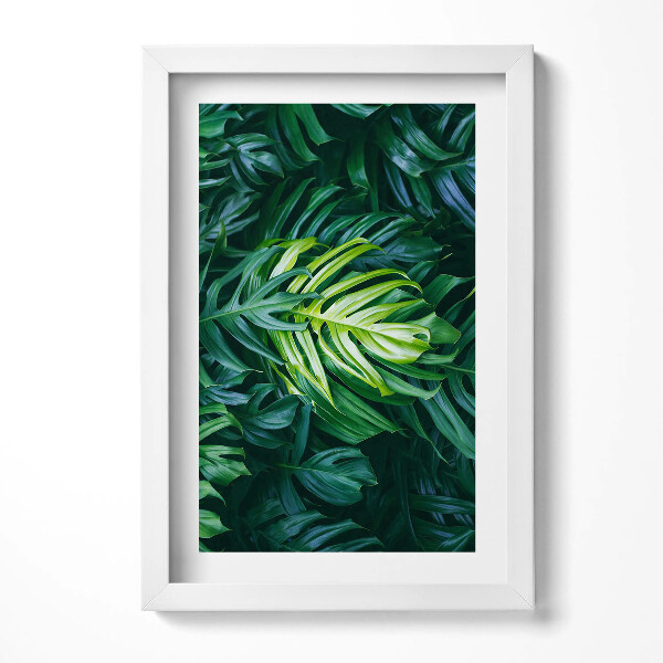Tablou living cu rama decorativ Frunze de Monstera sălbatică