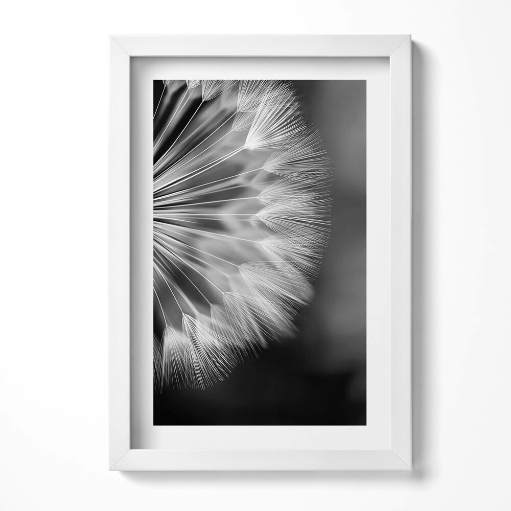 Tablou living cu rama decorativ Prim-plan alb-negru al unei păpădii