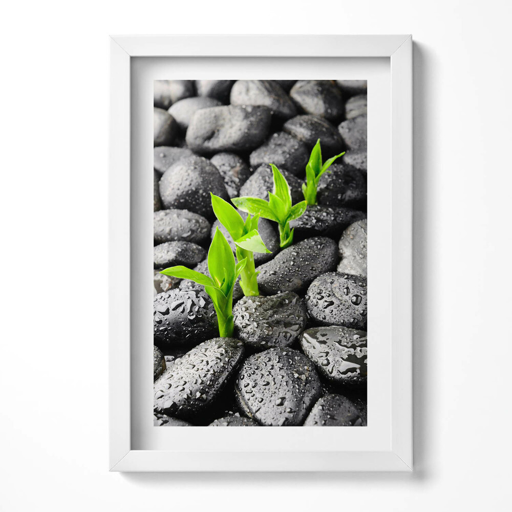 Tablou living cu rama decorativ Plante verzi pe pietre ude