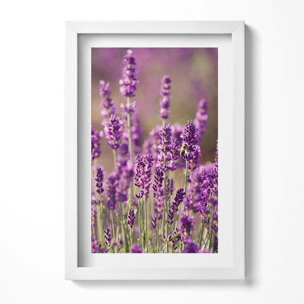 Tablou living cu rama decorativ Pajiște cu flori de lavandă