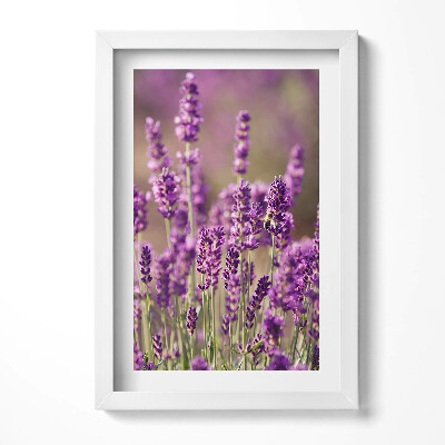 Tablou living cu rama decorativ Pajiște cu flori de lavandă