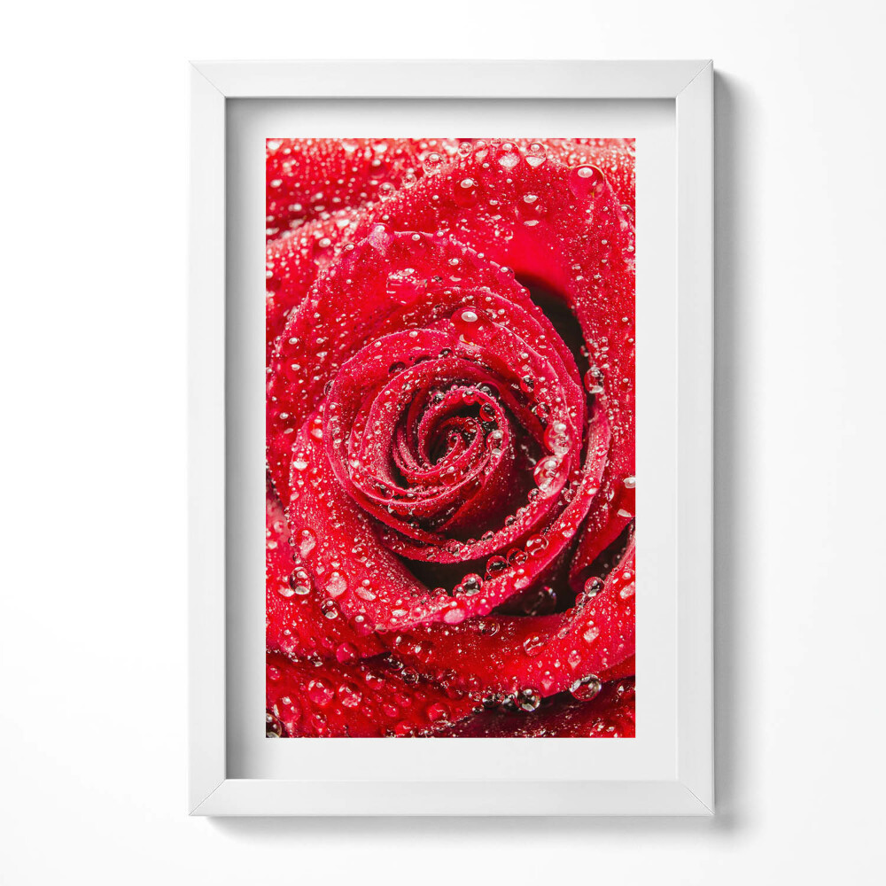 Tablou living cu rama decorativ Rouă pe petalele unui trandafir roșu
