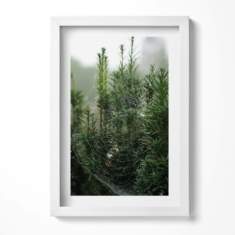 Tablou living cu rama decorativ Pânză de păianjen cu rouă pe un copac