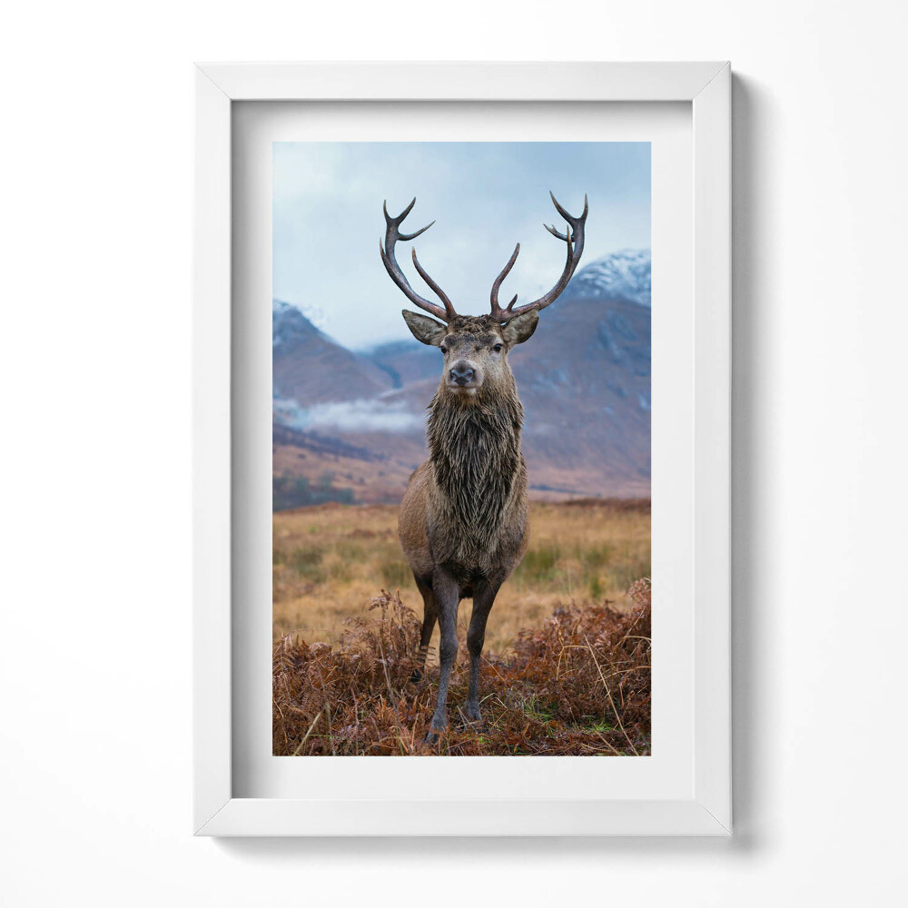 Tablou living cu rama decorativ Un cerb impunător într-o poiană de munte