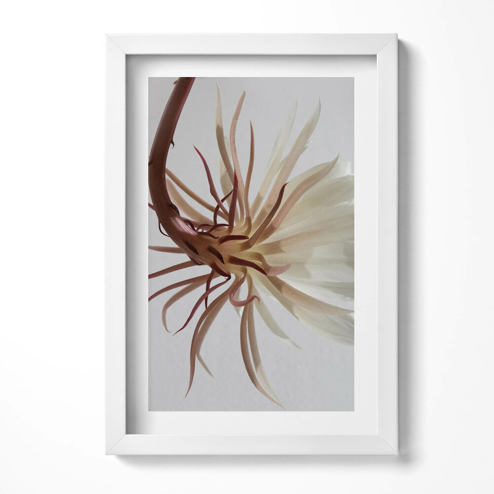 Tablou rama decorativ Plantă boho delicată