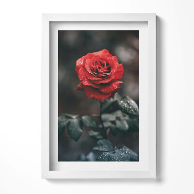 Tablou living cu rama decorativ Floare de trandafir roșu