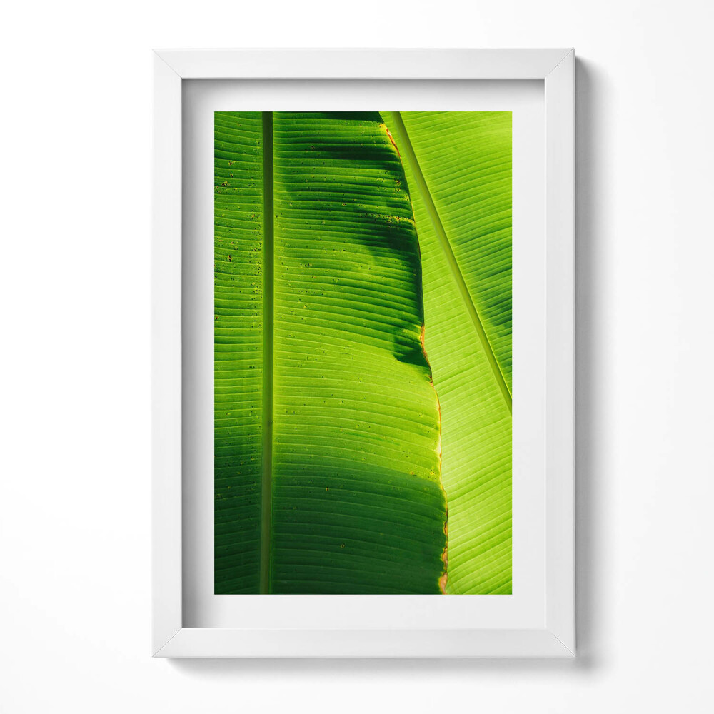 Tablou rama decorativ Frunze verzi de bananier la soare