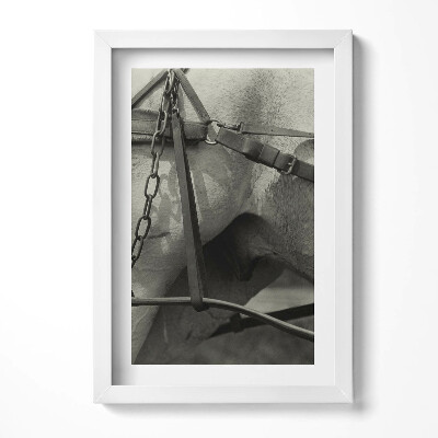 Tablou living cu rama decorativ Prim-plan al unui ham de cal