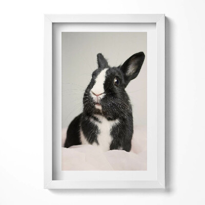 Tablou rama decorativ Iepure drăguț alb-negru