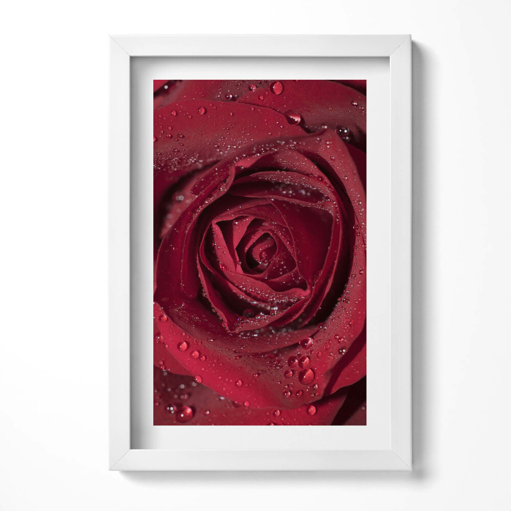 Tablou living cu rama decorativ Prim-plan al unui trandafir roșu în rouă