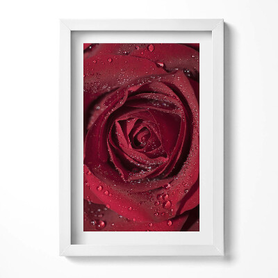 Tablou living cu rama decorativ Prim-plan al unui trandafir roșu în rouă