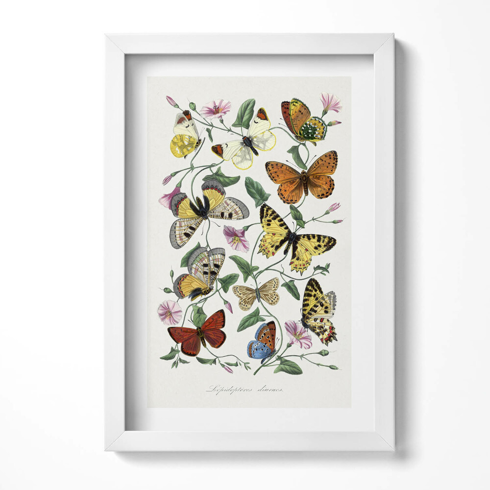 Tablou living cu rama decorativ Fluturi de poster vechi vintage