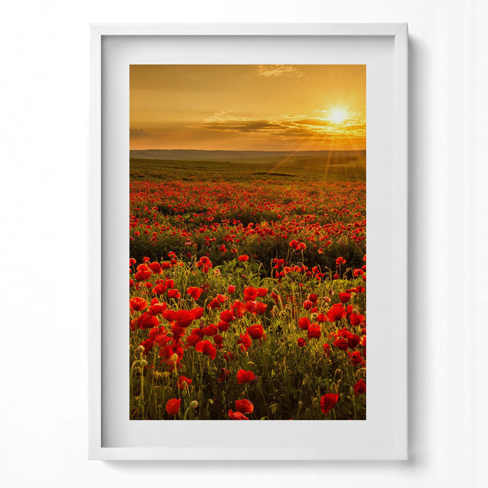 Tablou rama modern Peisaj al unei pajiști cu flori de mac