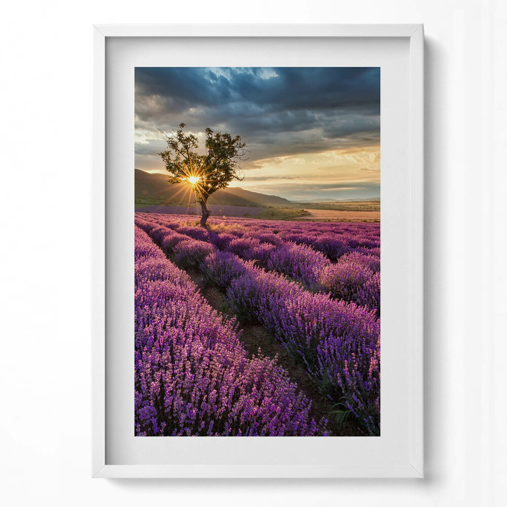 Tablou rama modern Peisaj de câmp de lavandă