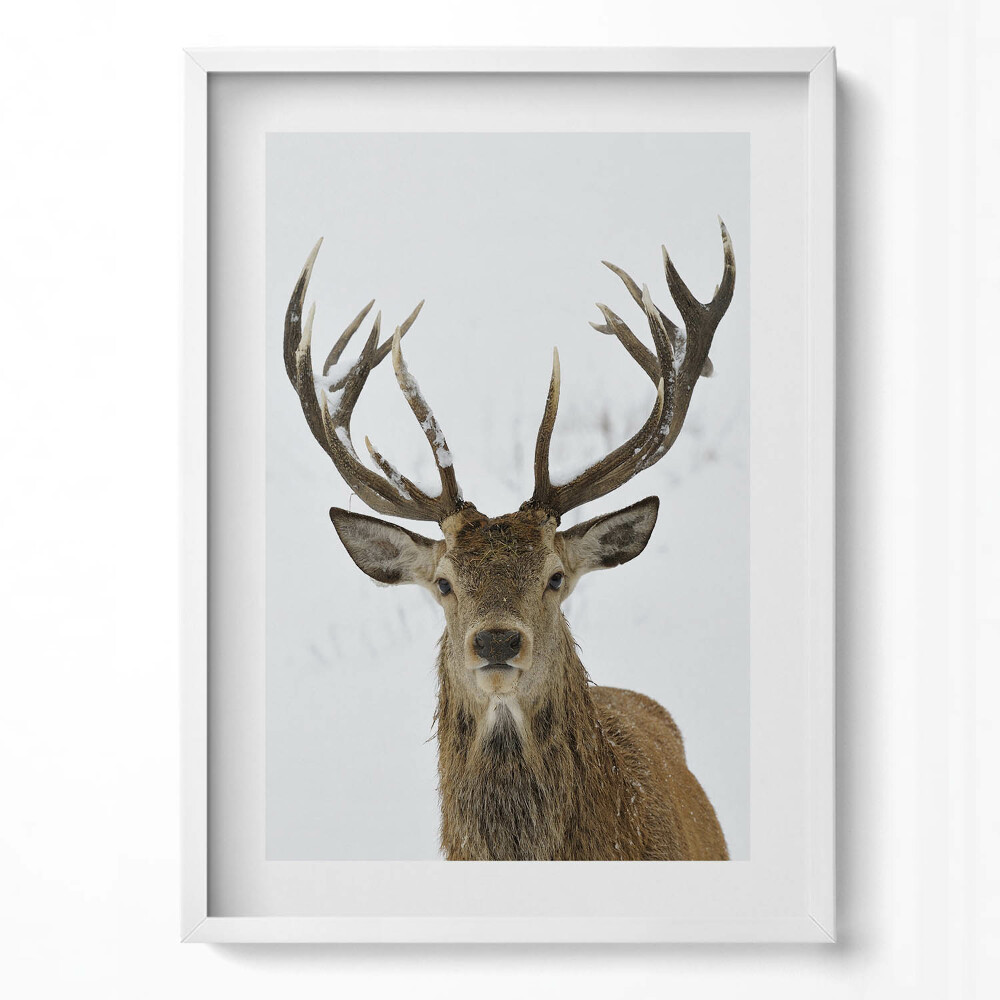 Tablou living cu rama modern Cerbul maiestuos