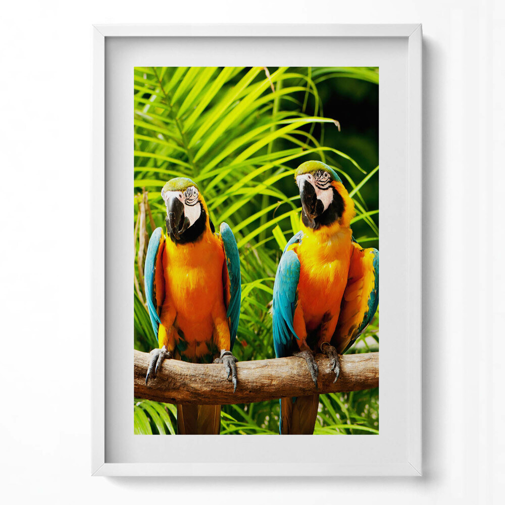 Tablou living cu rama modern Doi papagali macaw colorați în junglă