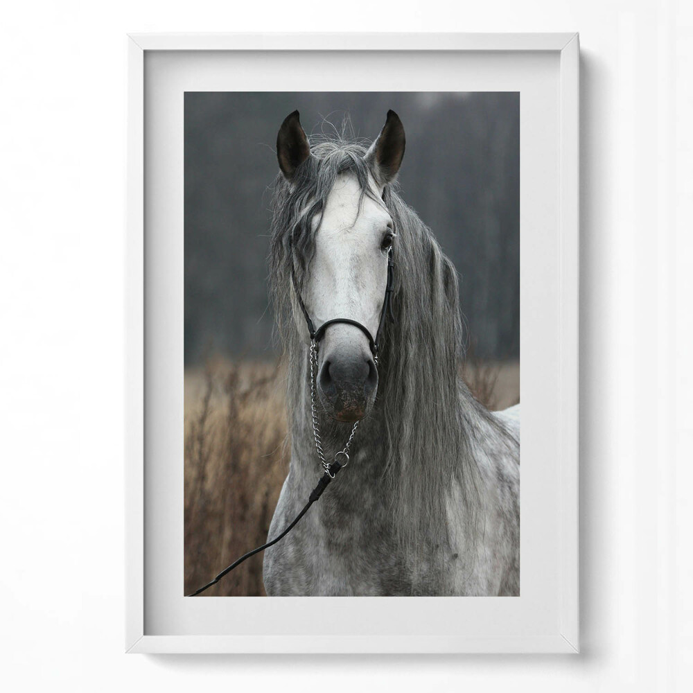 Tablou living cu rama modern Cal alb