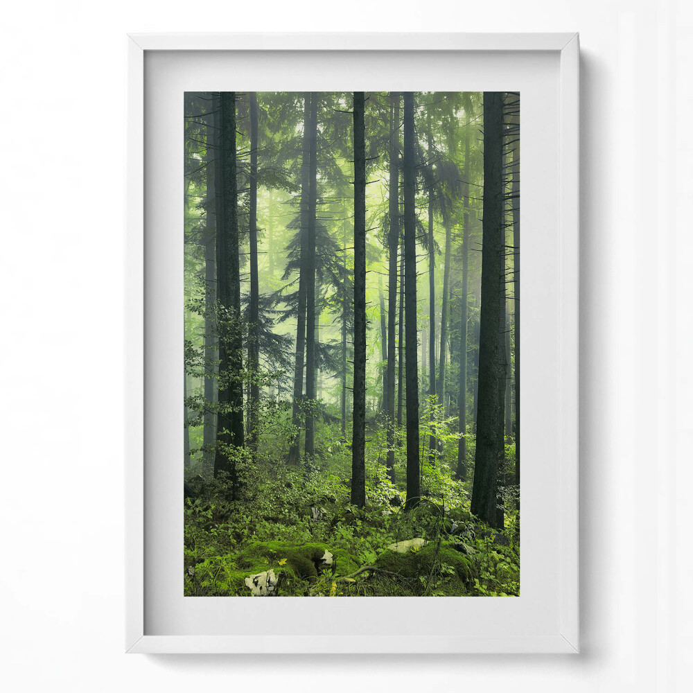 Tablou rama modern Peisaj de copaci și vegetație forestieră