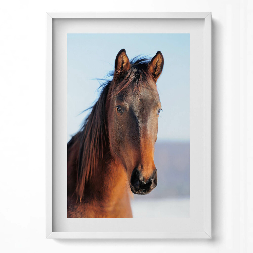 Tablou living cu rama modern Cap de cal maro