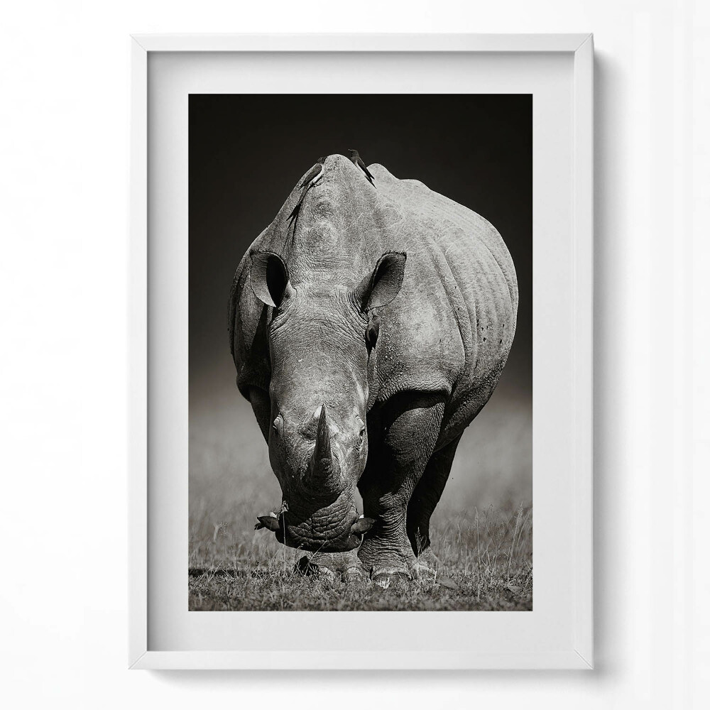 Tablou living cu rama modern Rinocer alb-negru