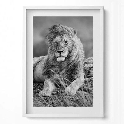 Tablou rama modern Leul animal maiestuos