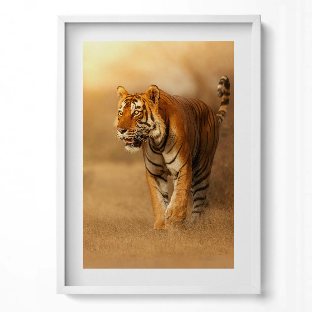 Tablou living cu rama modern Tigru sălbatic la vânătoare