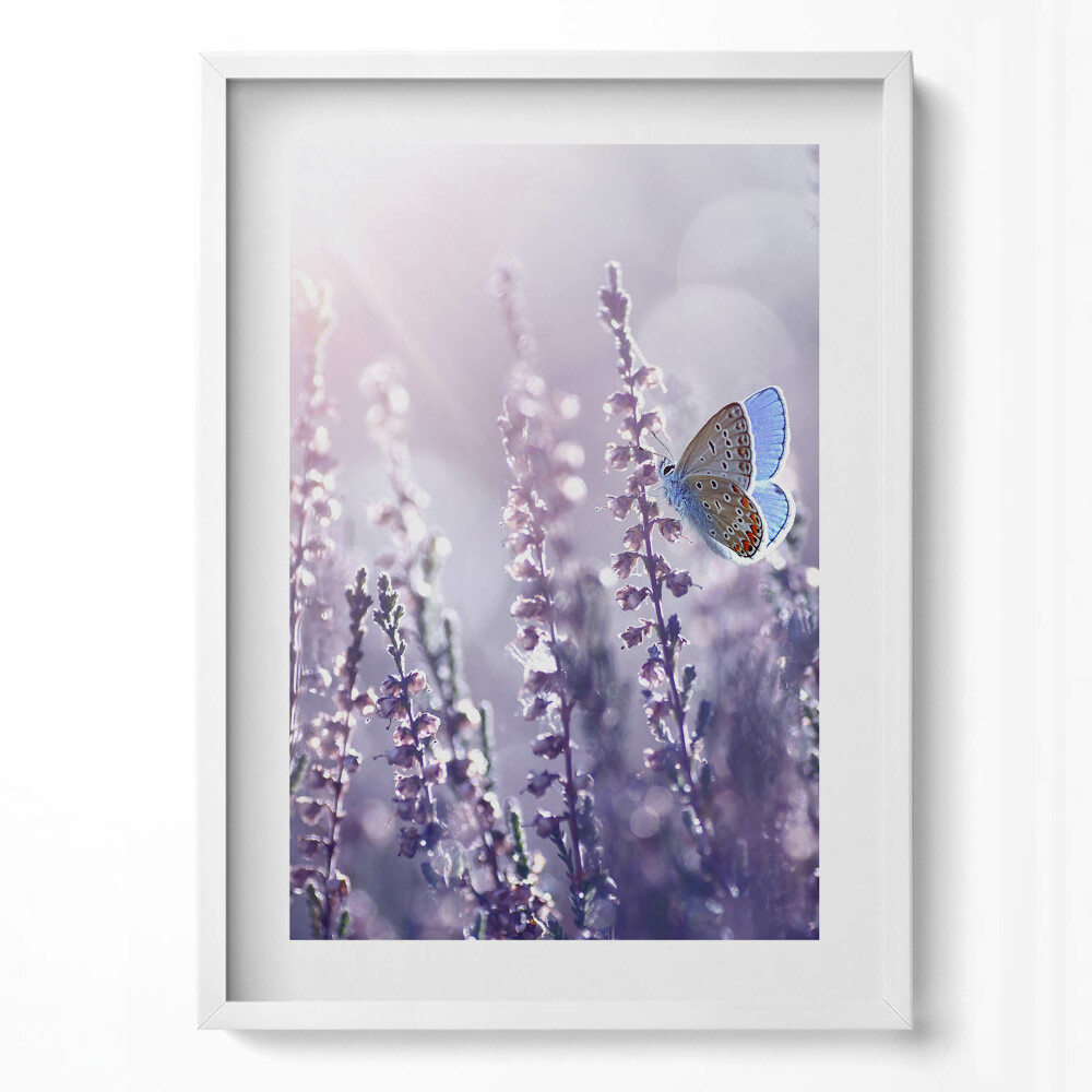 Tablou living cu rama modern Fluture pe flori sălbatice