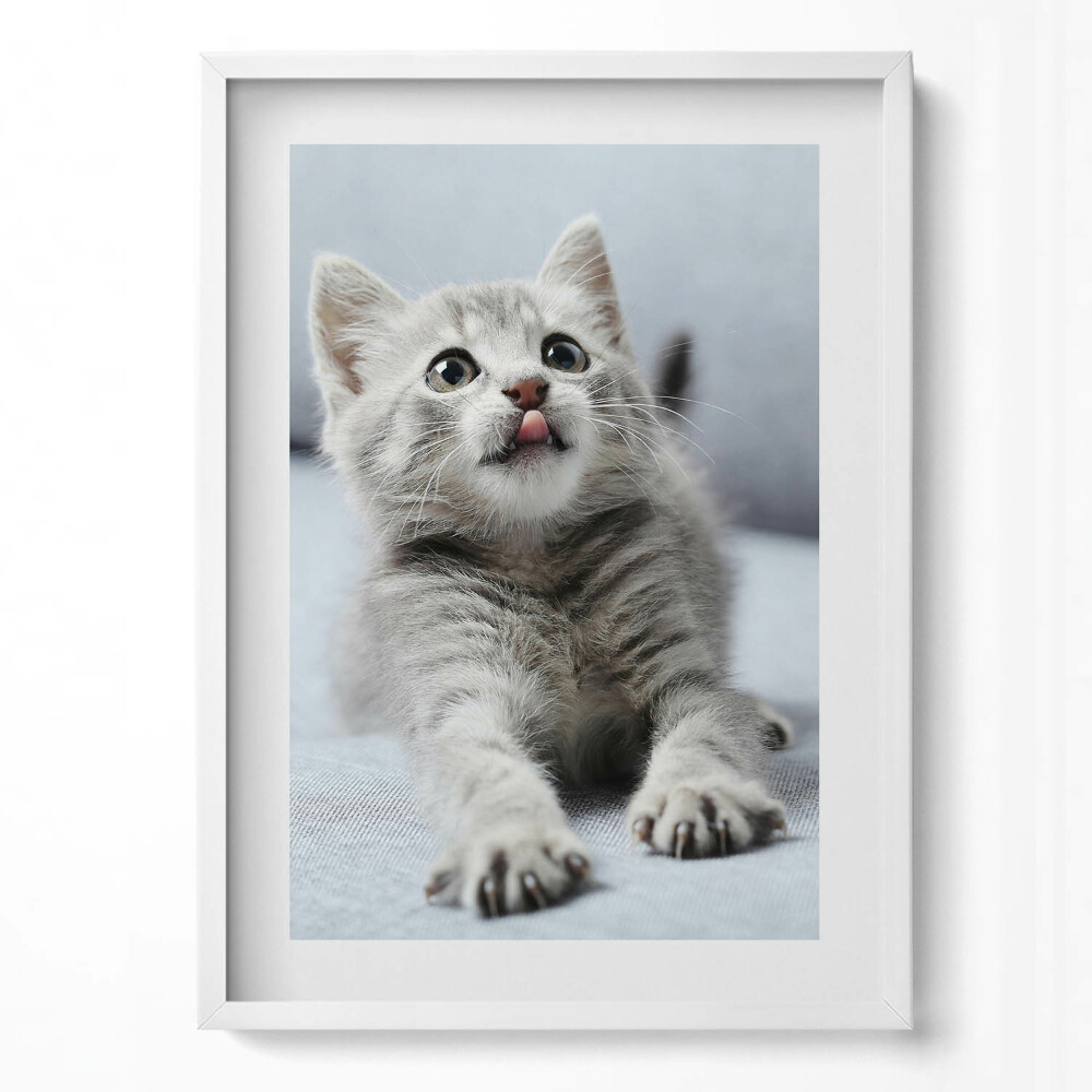 Tablou living cu rama modern Pisicuță adorabilă pe canapea