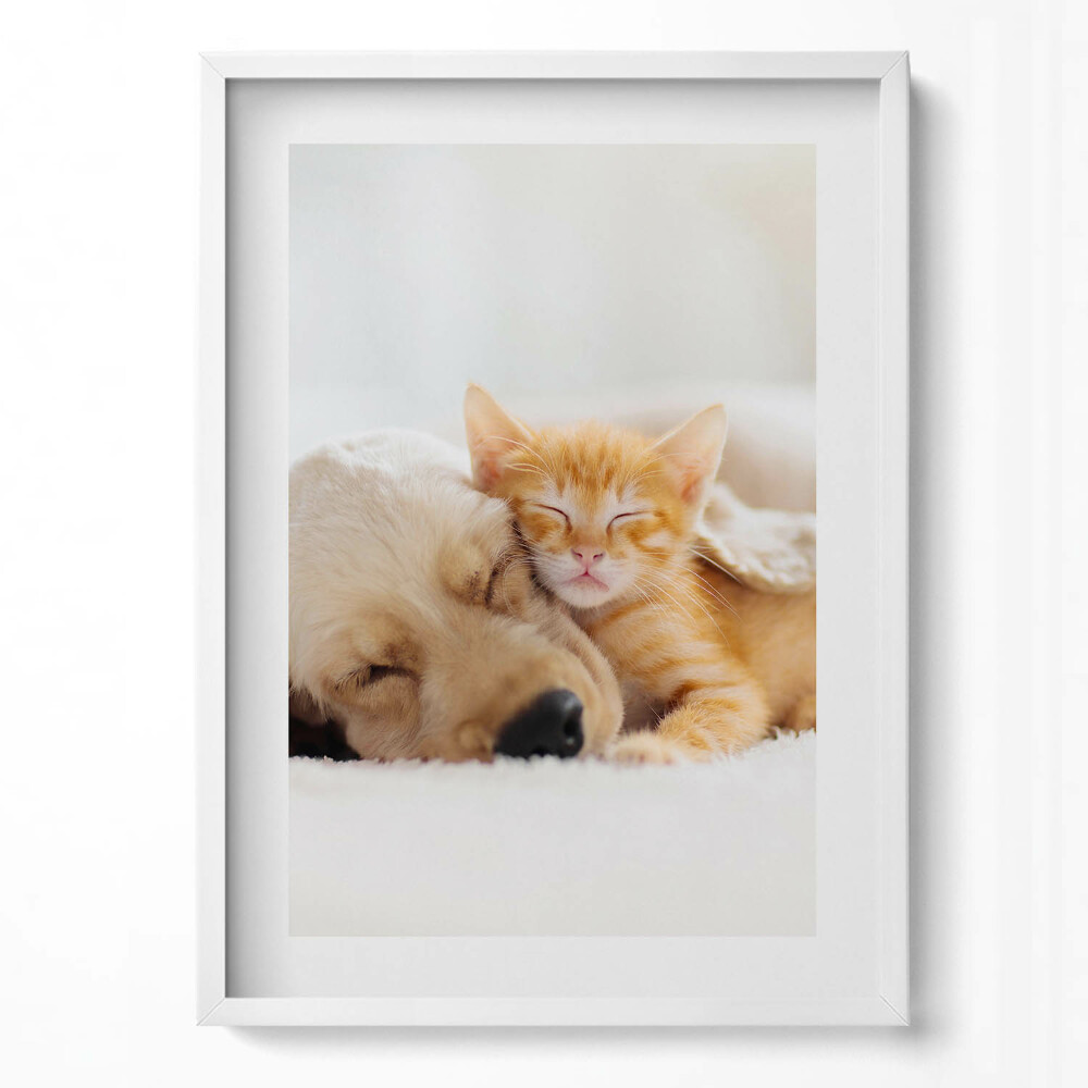 Tablou living cu rama modern Animale care dorm, pisică și câine