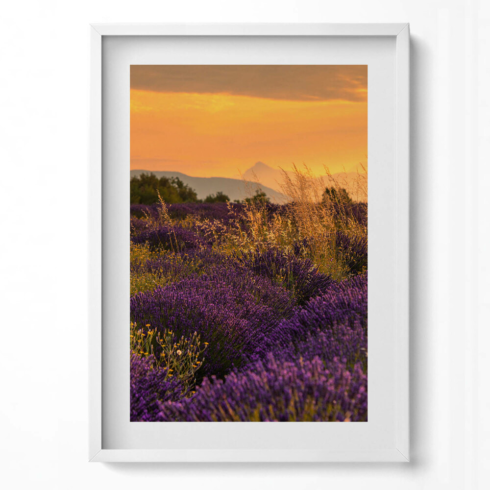 Tablou rama modern Pajiște de lavandă Provence Franța