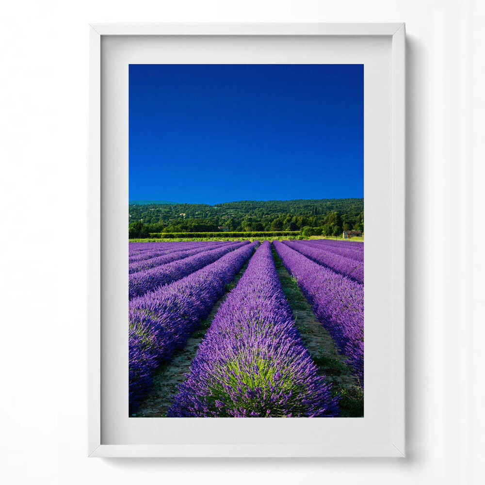 Tablou living cu rama modern Câmp de lavandă în Provence
