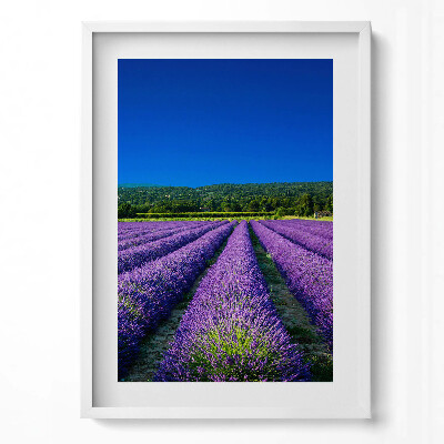 Tablou living cu rama modern Câmp de lavandă în Provence