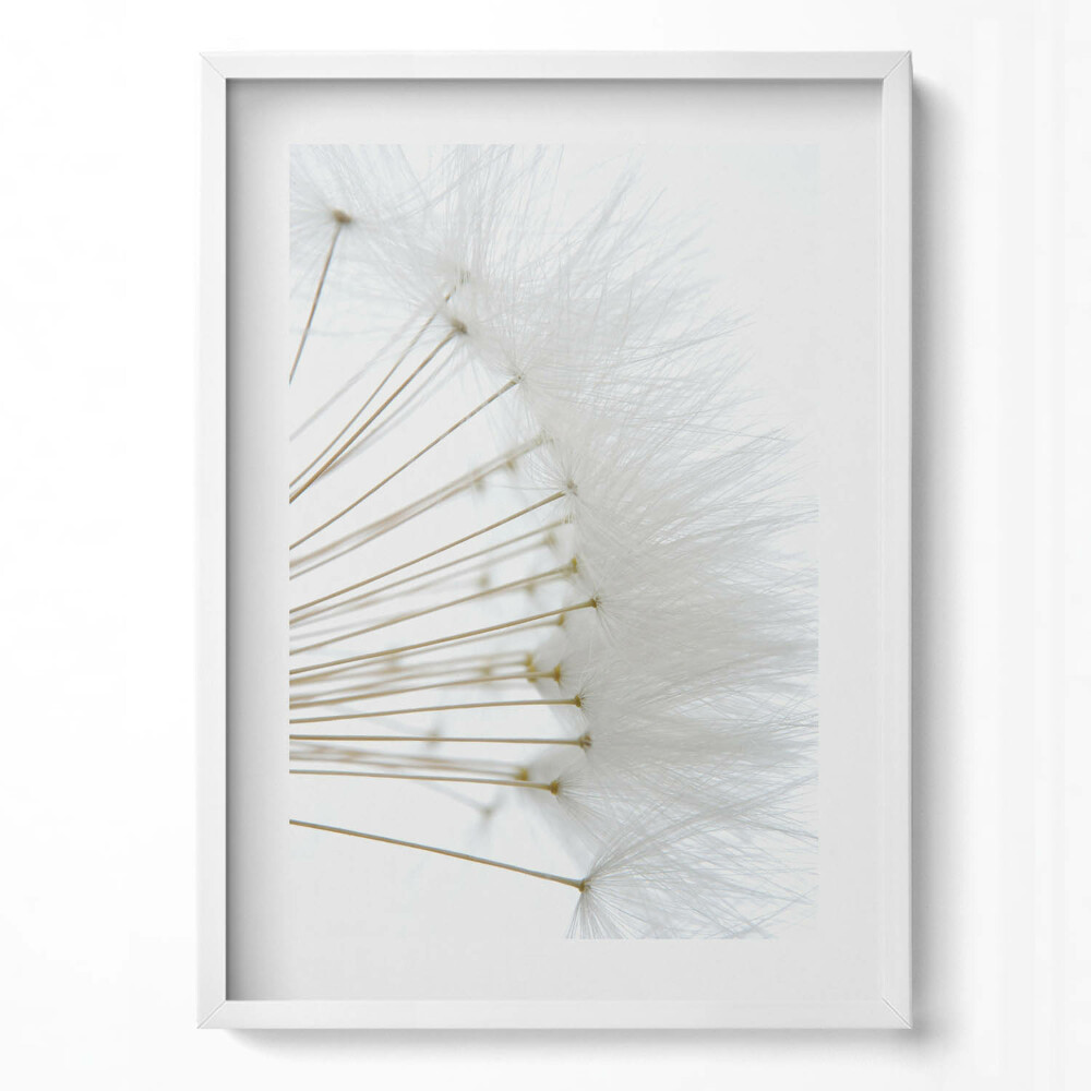 Tablou living cu rama modern Păpădii albe