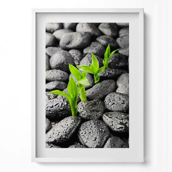 Tablou living cu rama modern Plante verzi pe pietre ude
