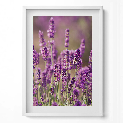 Tablou living cu rama modern Pajiște cu flori de lavandă
