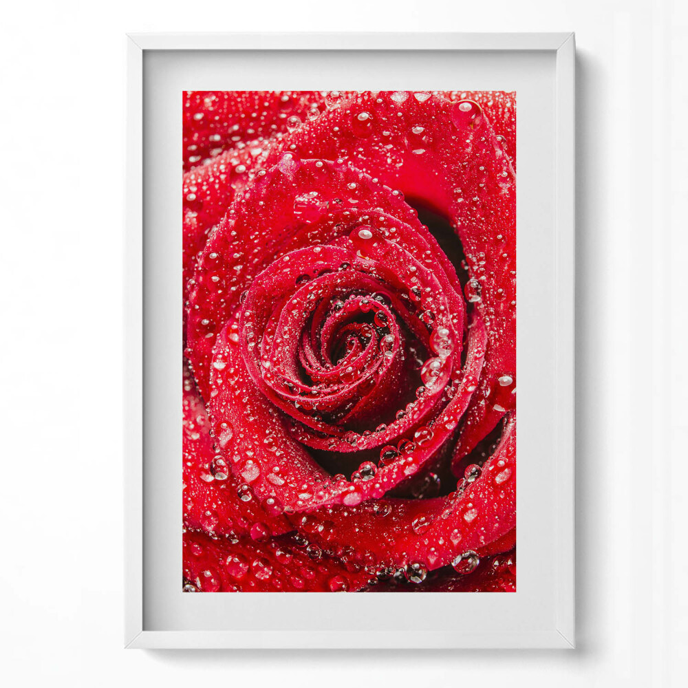 Tablou rama modern Rouă pe petalele unui trandafir roșu