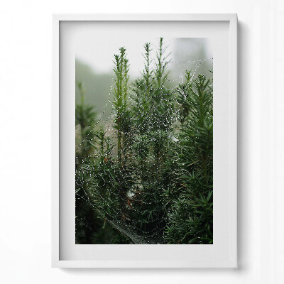 Tablou rama modern Pânză de păianjen cu rouă pe un copac