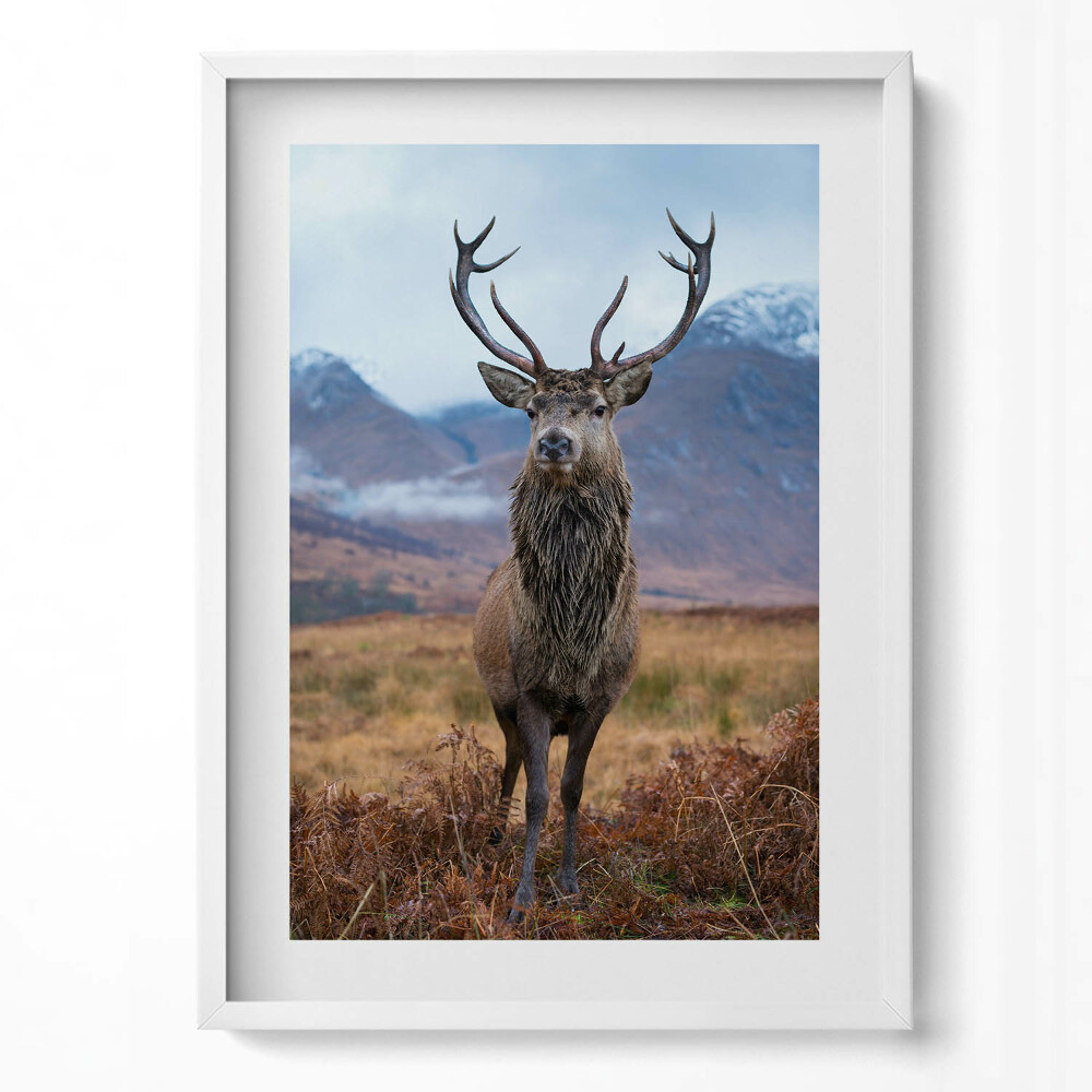 Tablou rama modern Un cerb impunător într-o poiană de munte