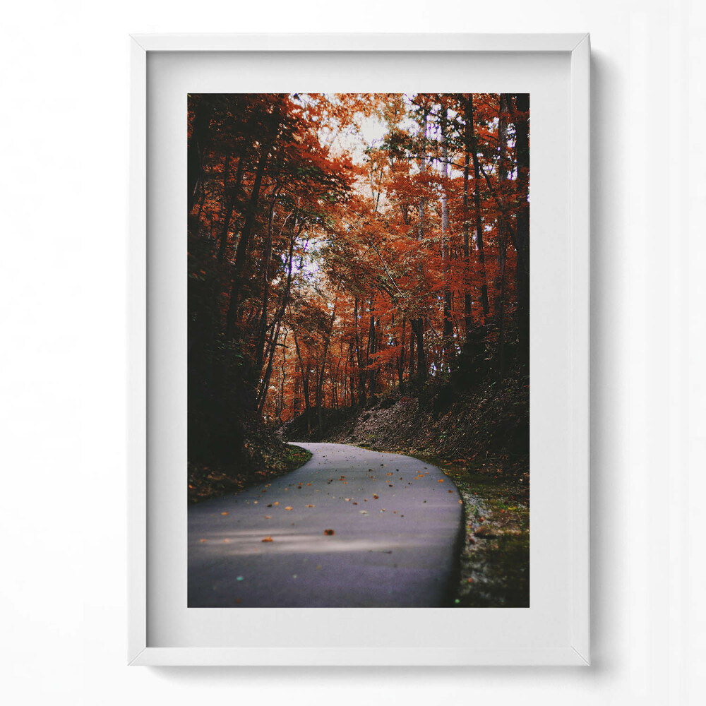 Tablou living cu rama modern Drum gol în pădurea de toamnă