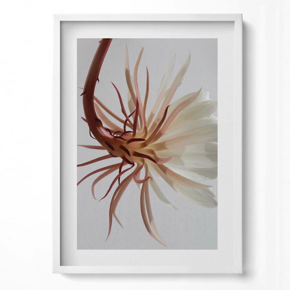 Tablou living cu rama modern Plantă boho delicată