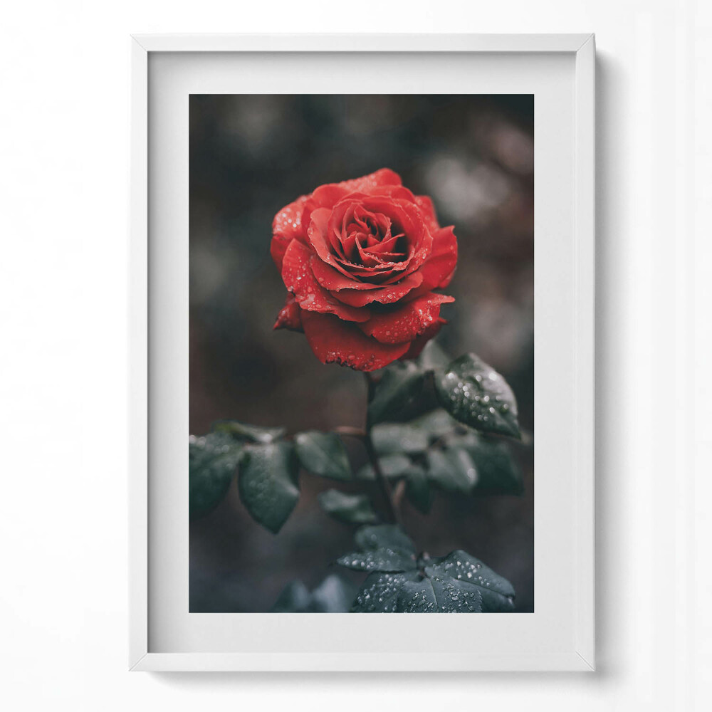 Tablou rama modern Floare de trandafir roșu