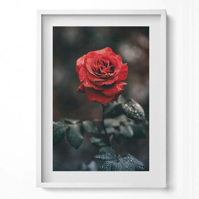 Tablou rama modern Floare de trandafir roșu