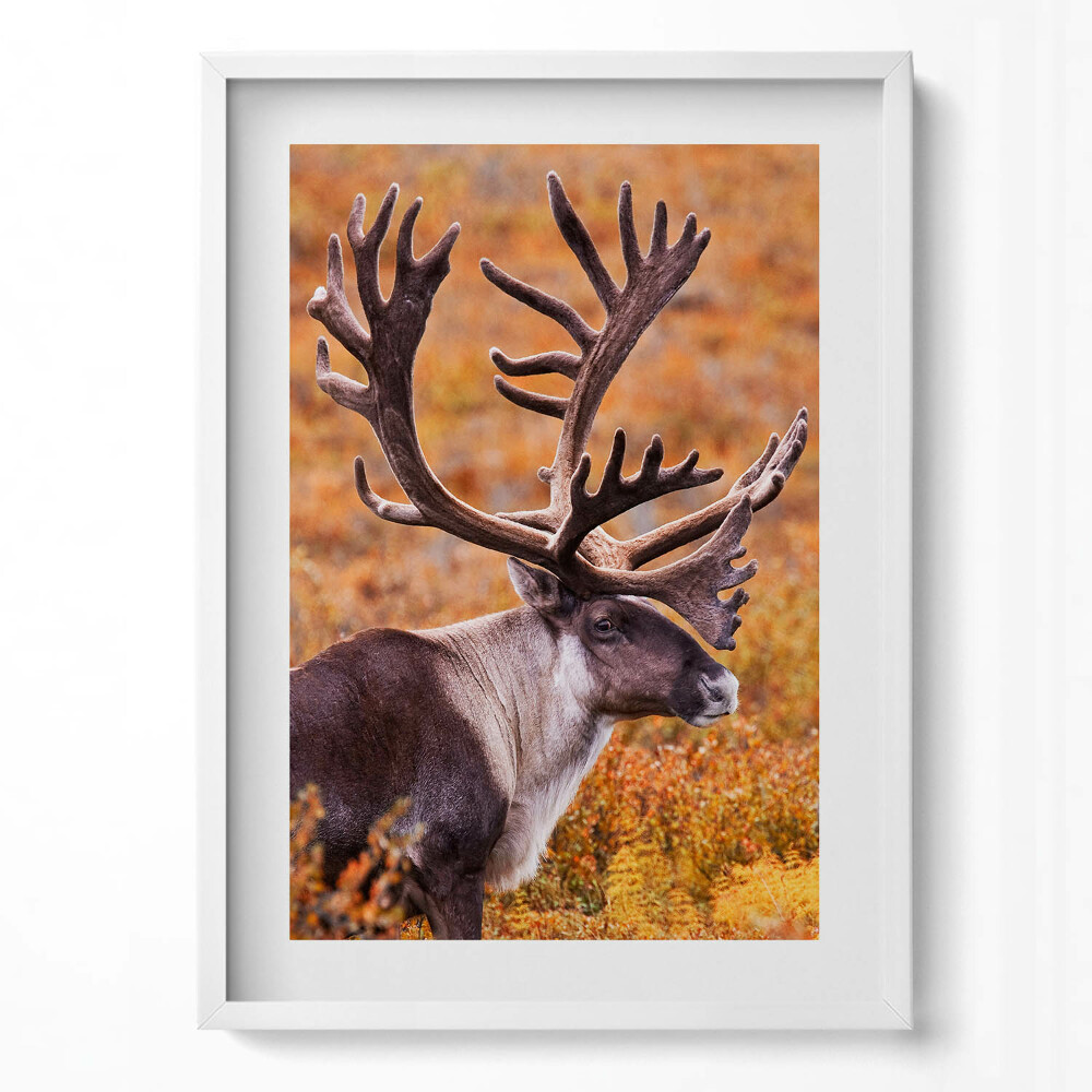 Tablou rama modern Animal - cerb pe câmp