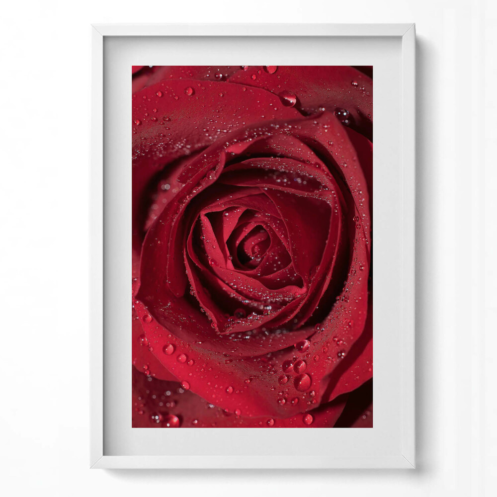 Tablou rama modern Prim-plan al unui trandafir roșu în rouă