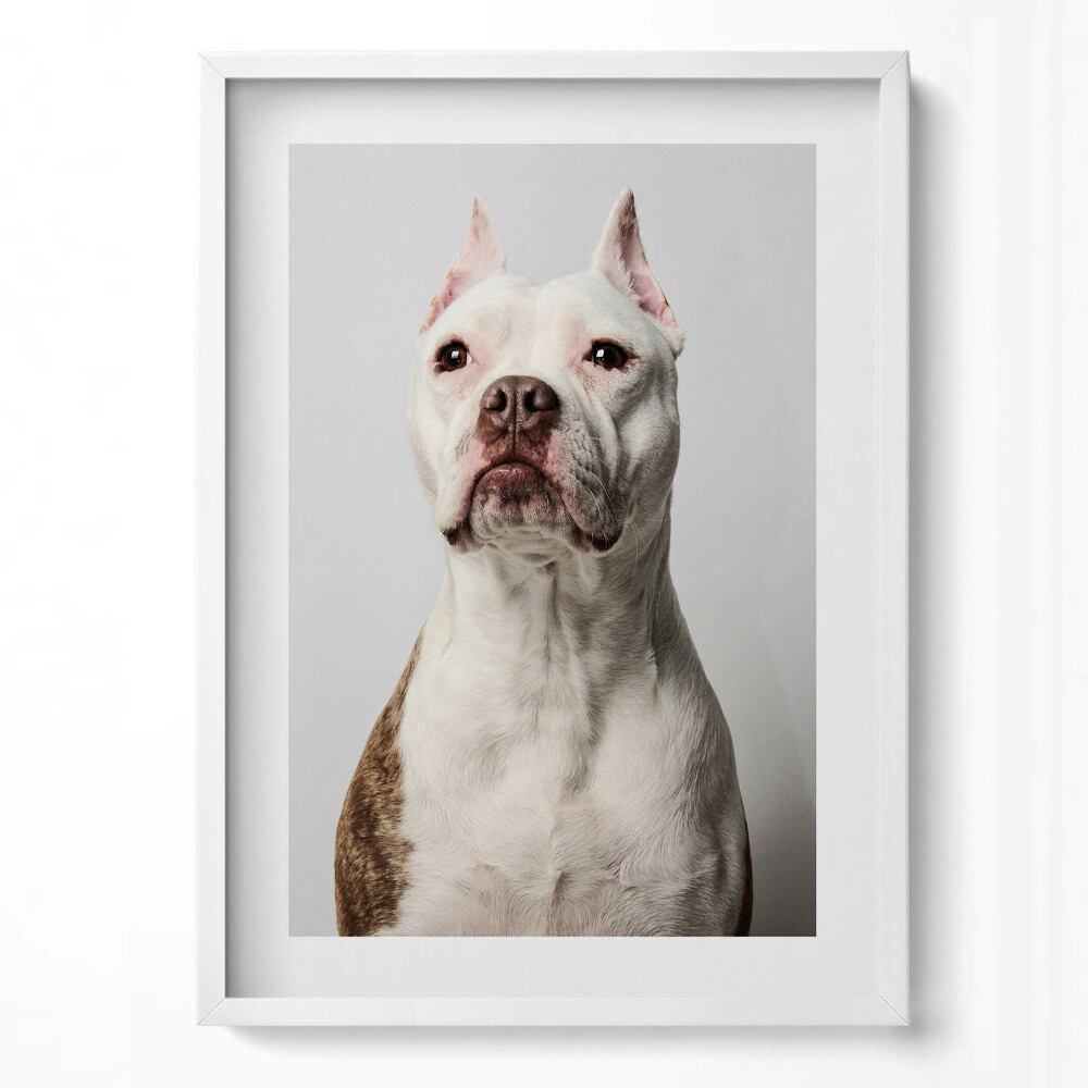 Tablou rama modern Portretul unui câine demn