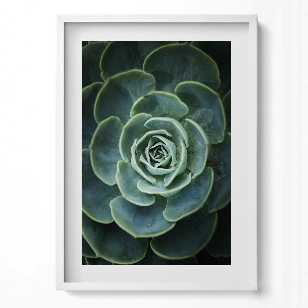Tablou rama modern Plantă suculentă verde