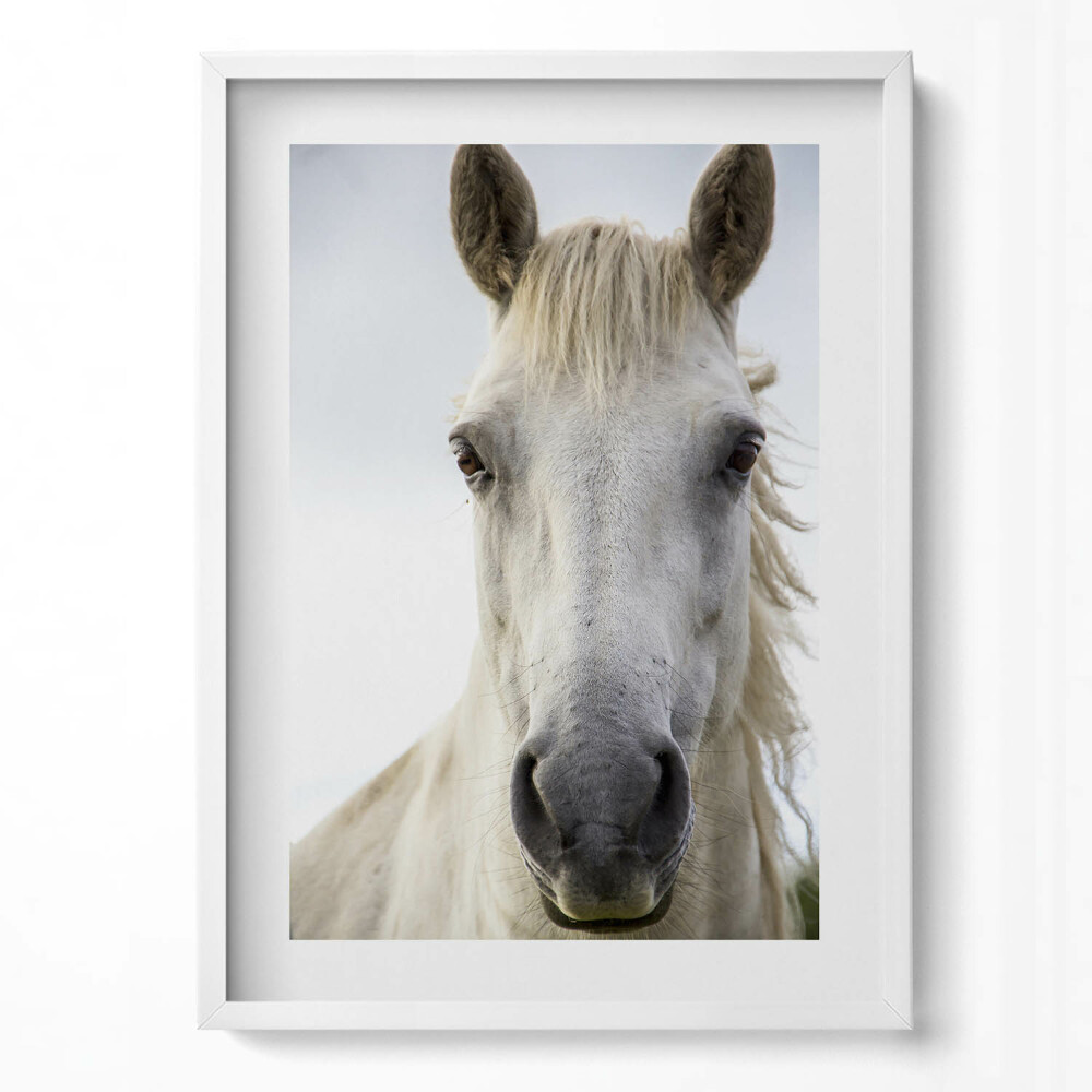 Tablou rama modern Cap de cal alb