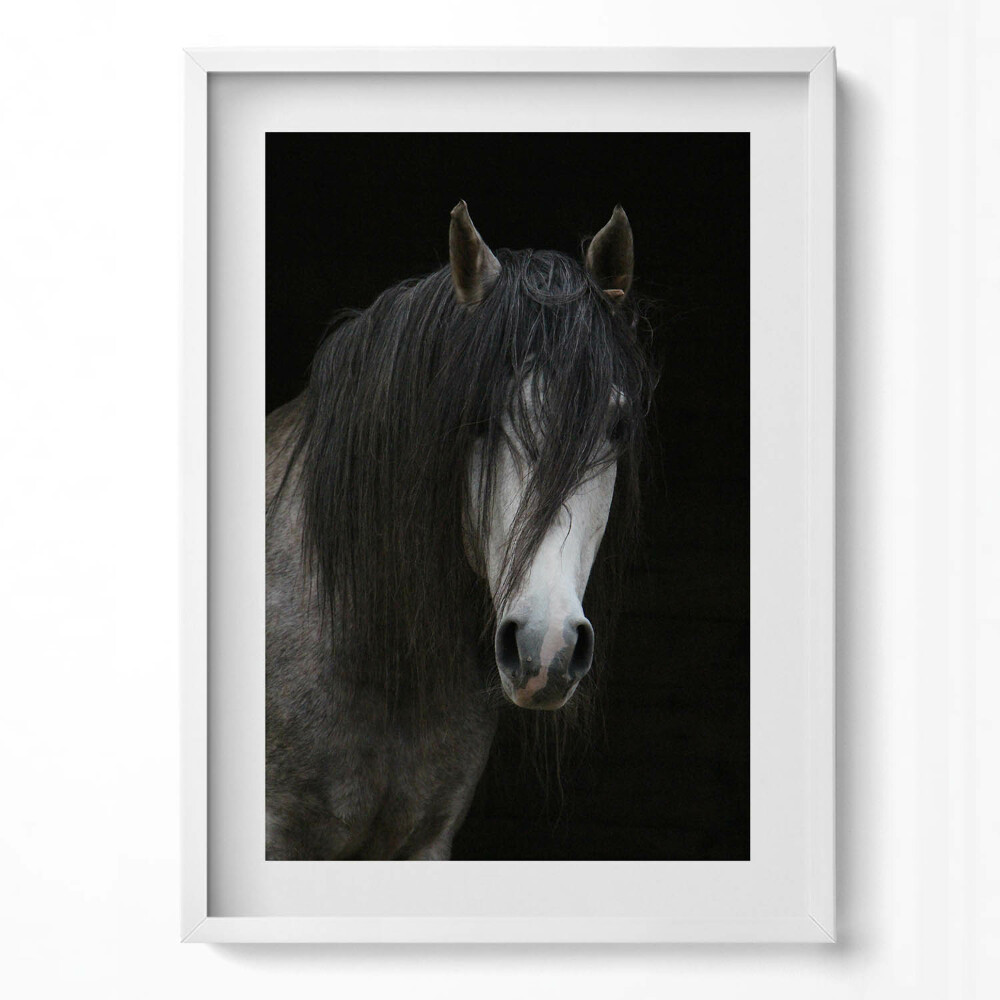 Tablou living cu rama modern Cap de cal gri