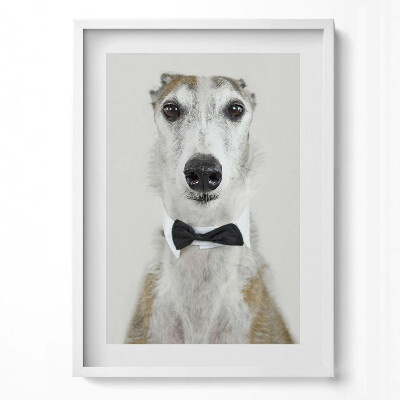 Tablou living cu rama modern Portretul unui câine cu papion