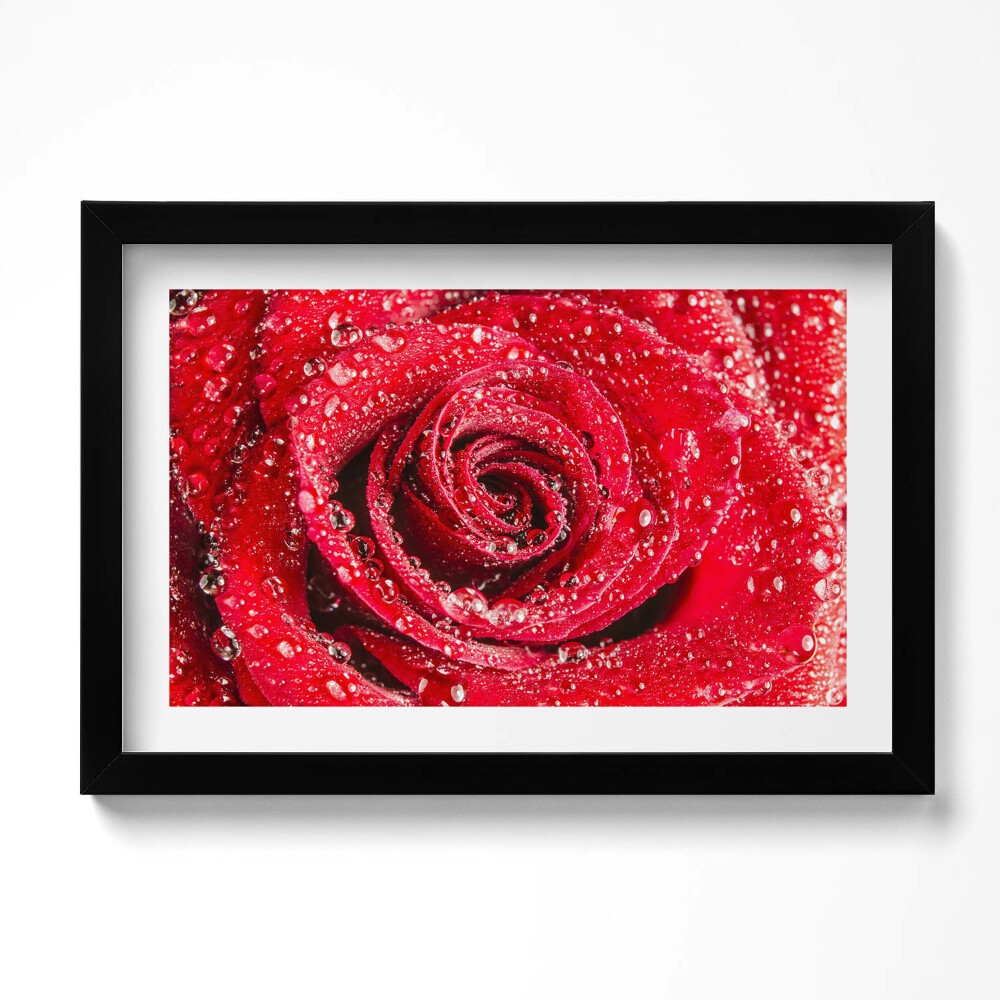 Tablou rama original Rouă pe petalele unui trandafir roșu